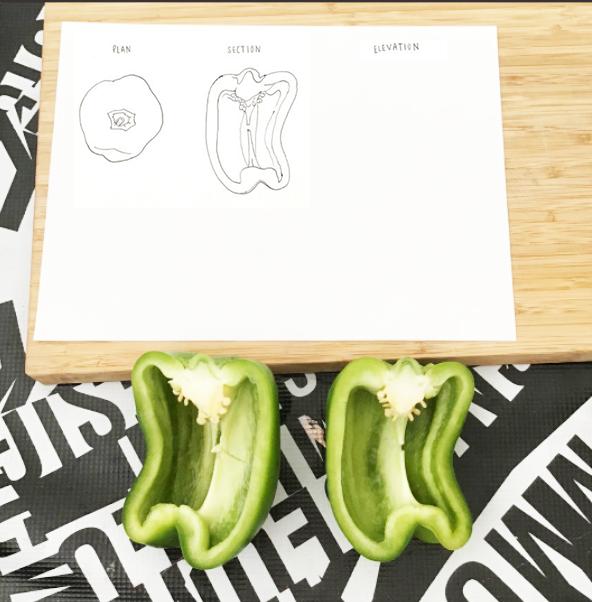 bell pepper architectural drawing